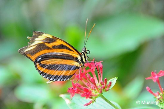 blog-2010-boston-DSC_9783-ScienceMuseum-ButterflyGarden