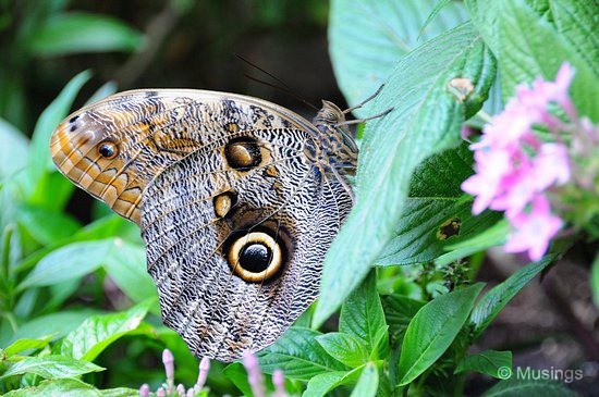 blog-2010-boston-DSC_9791-ScienceMuseum-ButterflyGarden