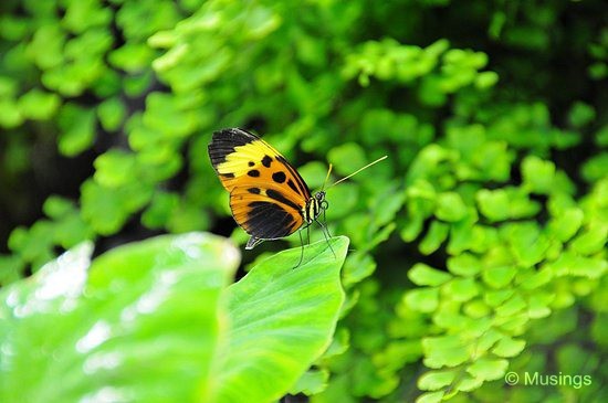 blog-2010-boston-DSC_9821-ScienceMuseum-ButterflyGarden