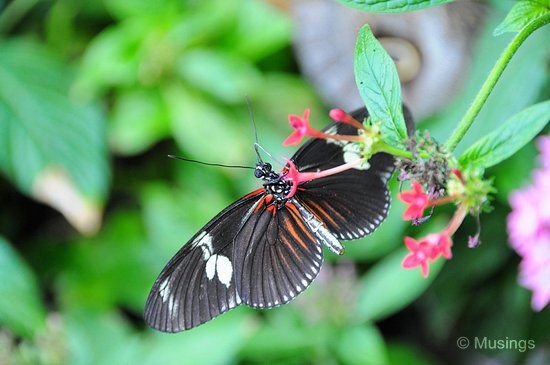 blog-2010-boston-DSC_9847-ScienceMuseum-ButterflyGarden