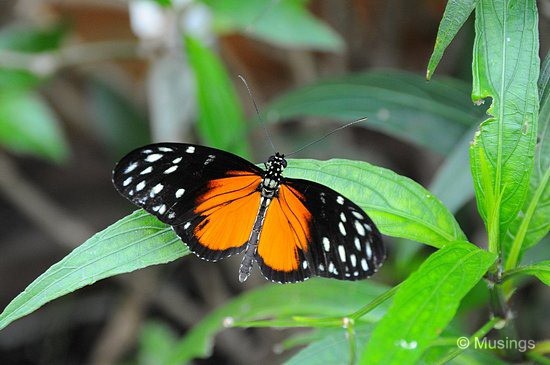 blog-2010-boston-DSC_9862-ScienceMuseum-ButterflyGarden