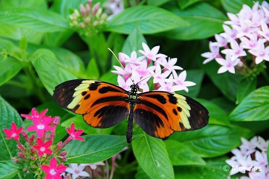 blog-2010-boston-DSC_9881-ScienceMuseum-ButterflyGarden