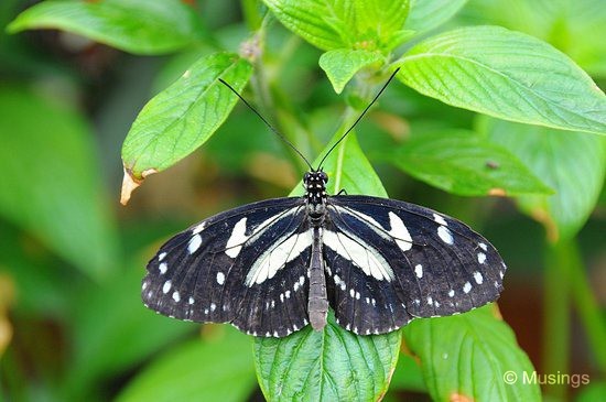 blog-2010-boston-DSC_9887-ScienceMuseum-ButterflyGarden