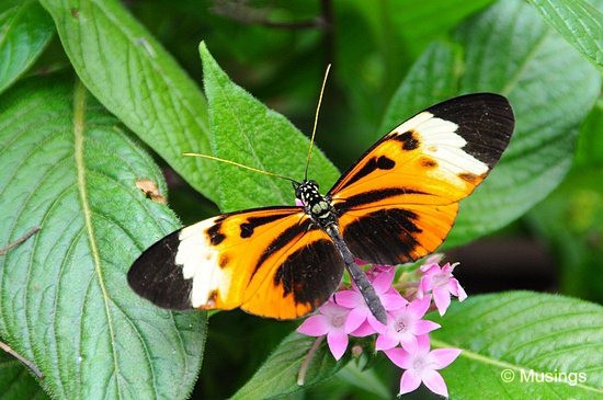 blog-2010-boston-DSC_9894-ScienceMuseum-ButterflyGarden