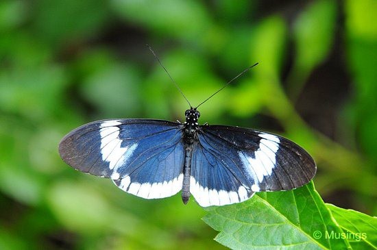 blog-2010-boston-DSC_9936-ScienceMuseum-ButterflyGarden