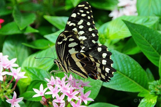 blog-2010-boston-DSC_9960-ScienceMuseum-ButterflyGarden