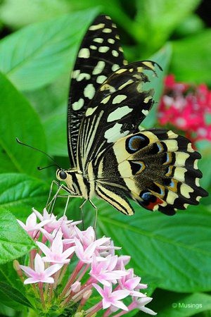 blog-2010-boston-DSC_9969-ScienceMuseum-ButterflyGarden