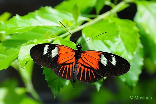 blog-2010-boston-DSC_9973-ScienceMuseum-ButterflyGarden