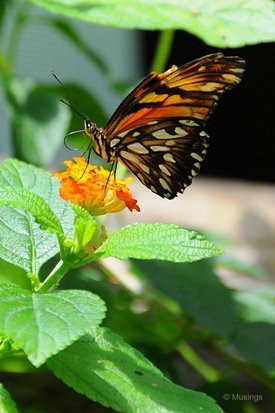 blog-2010-boston-DSC_A0021-ScienceMuseum-ButterflyGarden