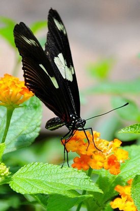 blog-2010-boston-DSC_A0028-ScienceMuseum-ButterflyGarden