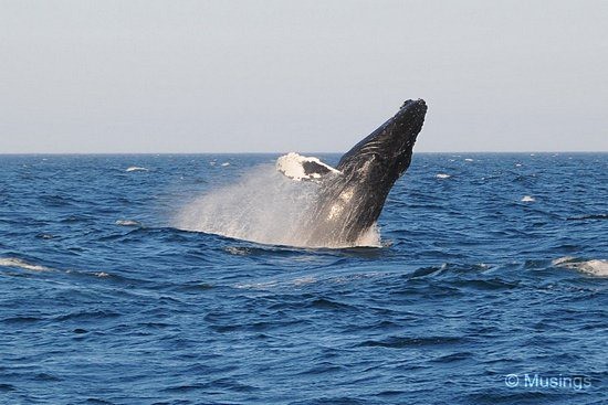 blog-2010-boston-DSC_A1199-WhaleWatching