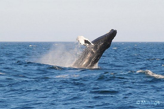 blog-2010-boston-DSC_A1200-WhaleWatching