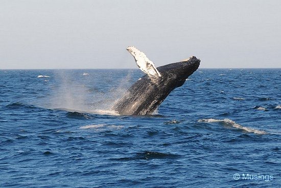 blog-2010-boston-DSC_A1201-WhaleWatching