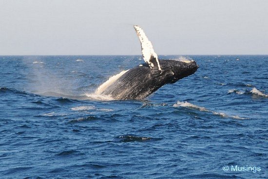 blog-2010-boston-DSC_A1202-WhaleWatching