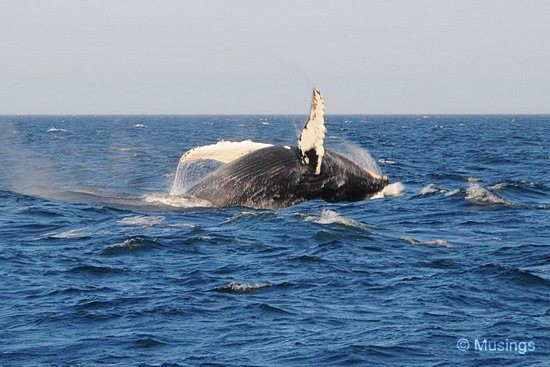 blog-2010-boston-DSC_A1203-WhaleWatching