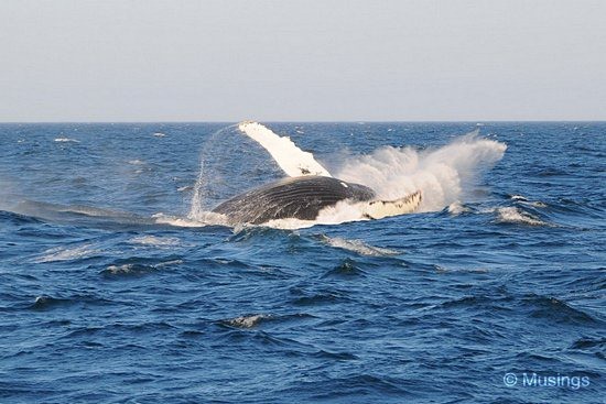 blog-2010-boston-DSC_A1204-WhaleWatching