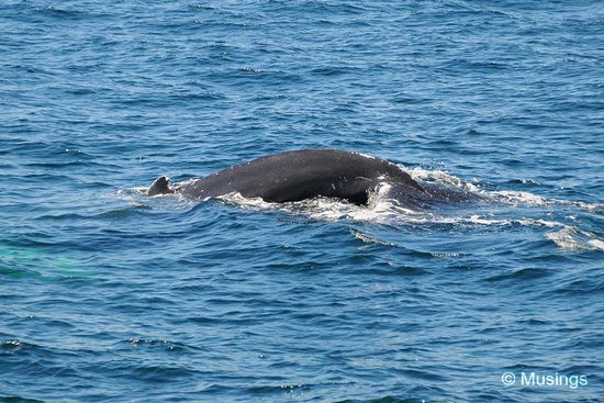 blog-2010-boston-DSC_2287-whale-watch-flickr