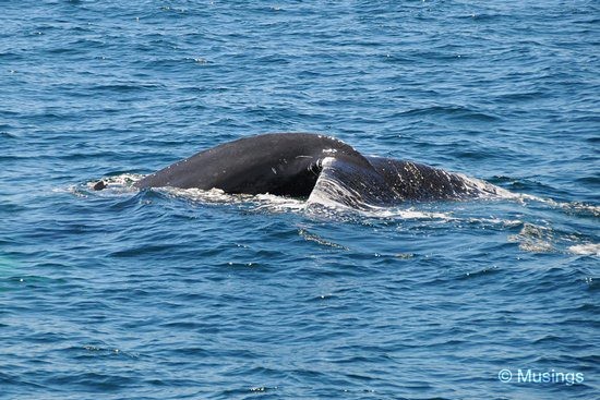 blog-2010-boston-DSC_2288-whale-watch-flickr