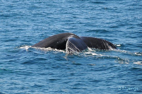 blog-2010-boston-DSC_2289-whale-watch-flickr