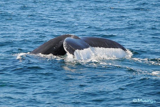 blog-2010-boston-DSC_2290-whale-watch-flickr