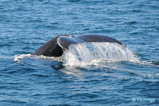 blog-2010-boston-DSC_2291-whale-watch-flickr