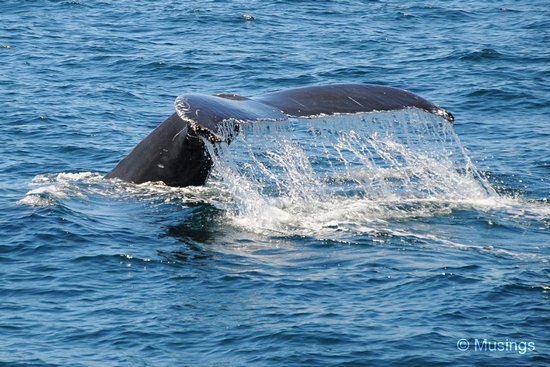 blog-2010-boston-DSC_2292-whale-watch-flickr