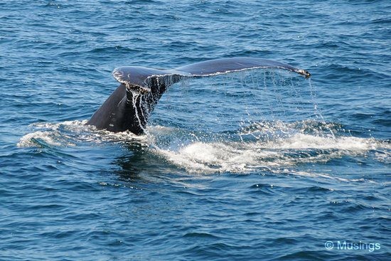 blog-2010-boston-DSC_2293-whale-watch-flickr