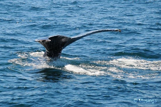 blog-2010-boston-DSC_2296-whale-watch-flickr