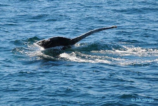 blog-2010-boston-DSC_2298-whale-watch-flickr