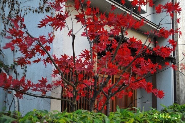 blog-2010-japan-DSC_3720-kyoto-gion