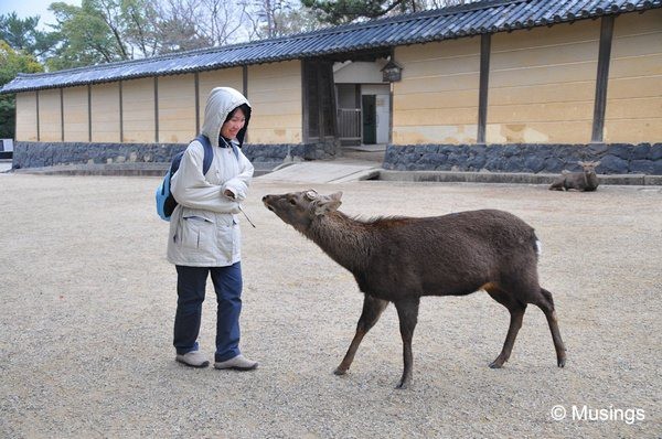 blog-2010-japan-DSC_3793-nara