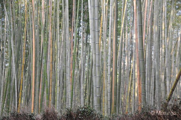 blog-2010-japan-DSC_4312-kyoto-arashiyama