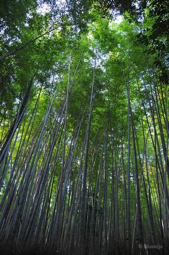 blog-2010-japan-DSC_4333-kyoto-arashiyama