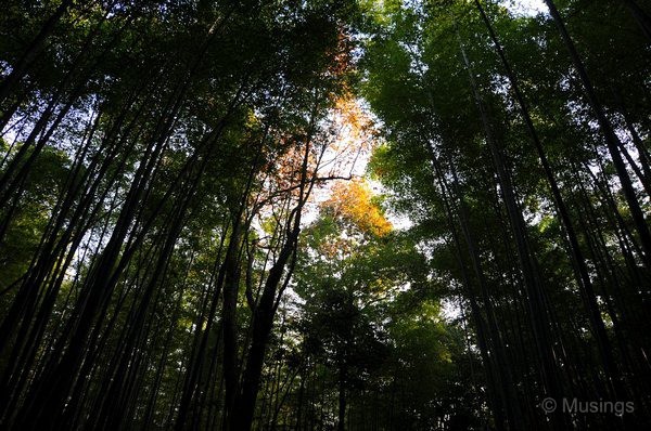 blog-2010-japan-DSC_4344-kyoto-arashiyama