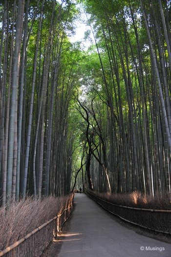 blog-2010-japan-DSC_4347-kyoto-arashiyama