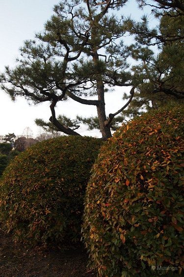 blog-2010-japan-OLYP4956-kyoto-nijo-castle