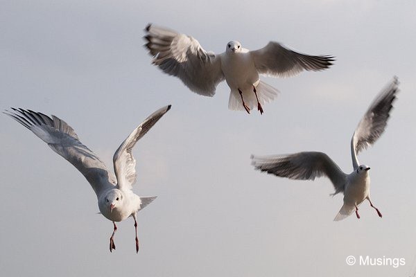 blog-2010-japan-DSC_3285-kobe-seagulls_thumb[3]