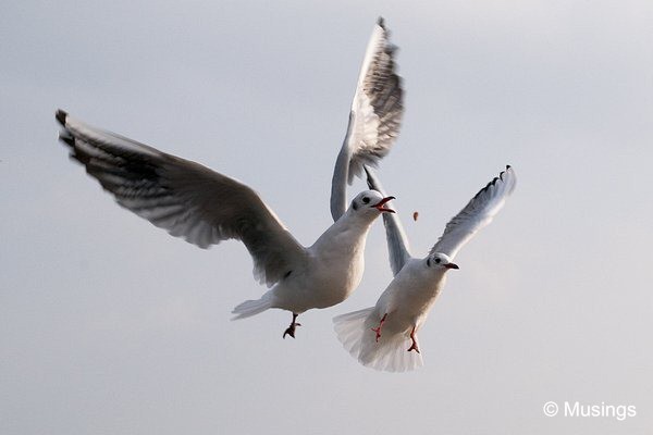 blog-2010-japan-DSC_3296-kobe-seagulls_thumb[3]