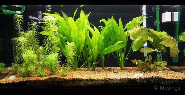 blog-2011-aquarium-OLYP3639-tank