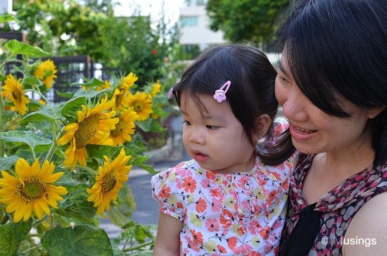 blog-2012-hannah-N7K_6138-lentor-sunflowers-flickr