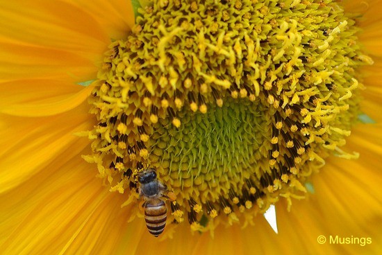 blog-2012-hannah-N7K_6158-lentor-sunflowers-flickr