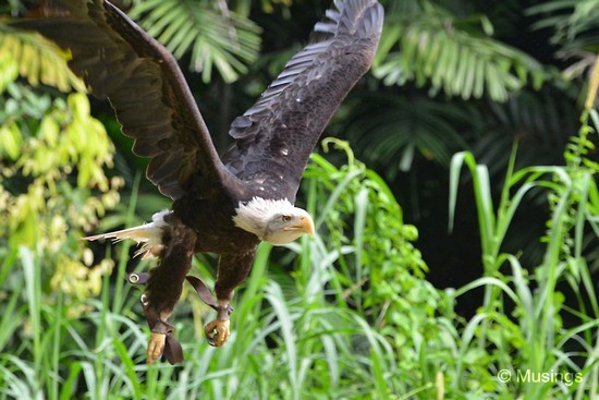 blog-2012-photography-N7K_6868-jurong-birdpark-flickr