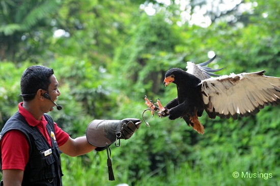 blog-2012-photography-N7K_6948-jurong-birdpark-flickr