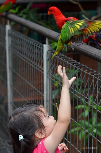 blog-2012-photography-N7K_7121-jurong-birdpark-flickr