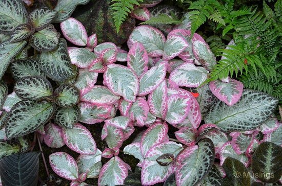 blog-2012-gardens-N7K_7782-flickr blog-2012-gardens-N7K_7782-flickr