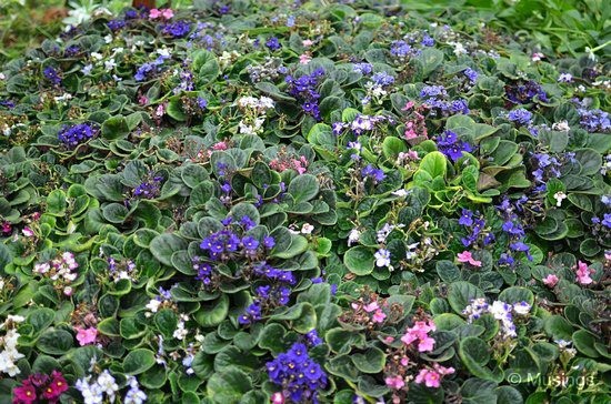 blog-2012-gardens-N7K_7828-flickr blog-2012-gardens-N7K_7828-flickr