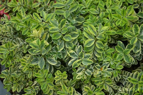 blog-2012-gardens-N7K_7830-flickr blog-2012-gardens-N7K_7830-flickr