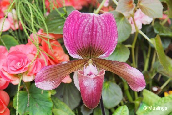 blog-2012-gardens-OMD09182-flickr blog-2012-gardens-OMD09182-flickr