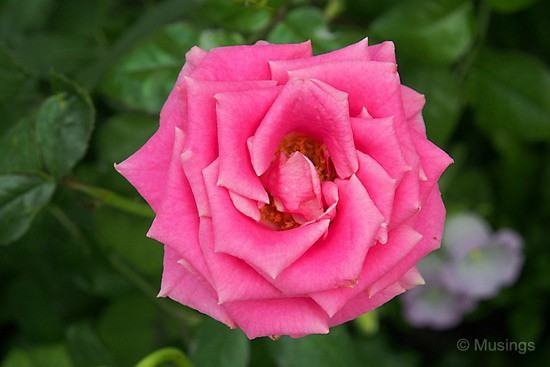 blog-2012-gardens-OMD09297-flickr blog-2012-gardens-OMD09297-flickr