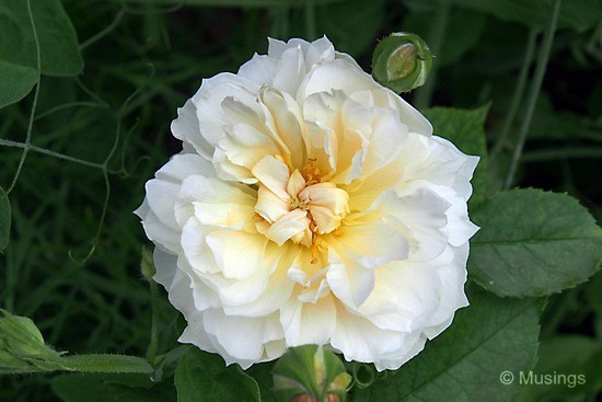 blog-2012-gardens-OMD09301-flickr blog-2012-gardens-OMD09301-flickr